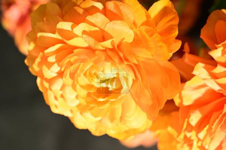 belles fleurs de ranunculus lumineux, gros plan 
