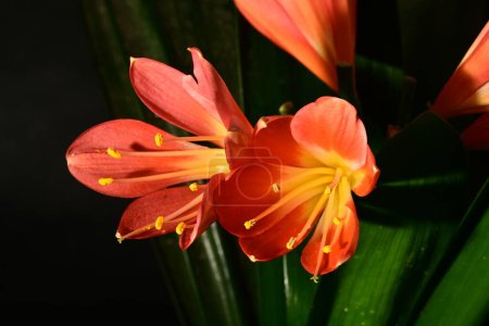 Photo for Orange lily in bloom - Royalty Free Image