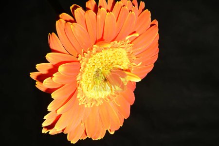 Téléchargez les photos : Belle fleur de gerbera lumineuse, gros plan - en image libre de droit