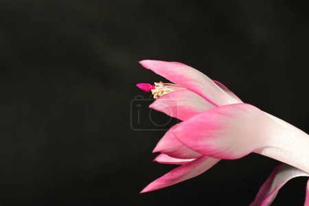 Photo for Beautiful bright  schlumbergera  flower,  close up - Royalty Free Image