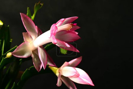 Foto de Hermosas flores, fondo concepto floral - Imagen libre de derechos