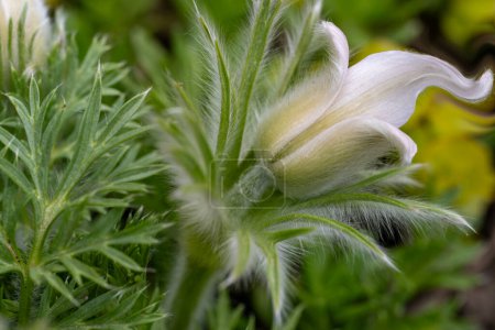 Foto de Hermoso plano botánico, fondo de pantalla natural - Imagen libre de derechos