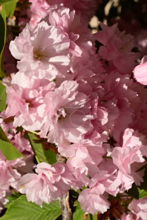 Foto de Primer plano de hermosa flor de sakura rosa en el árbol en el jardín - Imagen libre de derechos