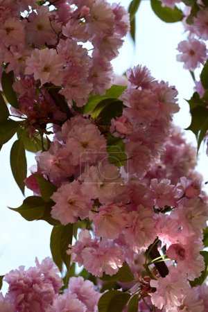 Foto de Primer plano de hermosa flor de sakura rosa en el árbol en el jardín - Imagen libre de derechos