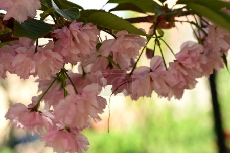 Téléchargez les photos : Gros plan de belle fleur de sakura rose sur l'arbre dans le jardin - en image libre de droit