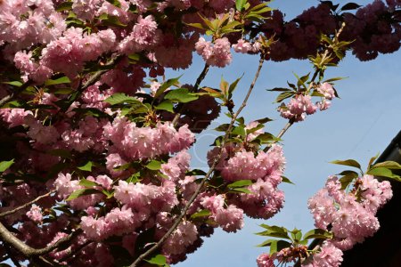 Photo for Close up of beautiful pink sakura  blossom on tree in the garden - Royalty Free Image