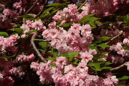 Téléchargez les photos : Beau cerisier en fleurs dans le jardin - en image libre de droit
