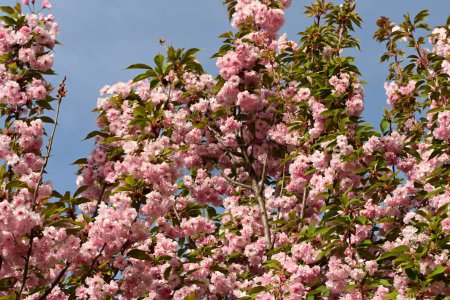 Téléchargez les photos : Belle floraison Fleurs dans le jardin - en image libre de droit