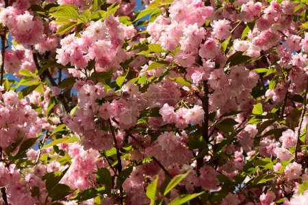 Photo for Pink cherry blossoms in bloom in a sunny day. - Royalty Free Image