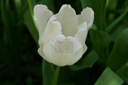 Téléchargez les photos : Tulipe blanche sur fond vert - en image libre de droit