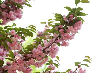 Téléchargez les photos : Belles fleurs roses sur une branche - en image libre de droit