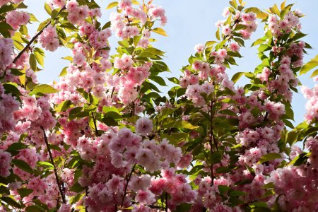 Téléchargez les photos : Belles fleurs roses sur arbre de printemps - en image libre de droit