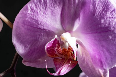 Photo for Beautiful orchid on dark background, summer concept, close view - Royalty Free Image