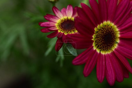 Photo for A beautiful shot of red flower with green leaves - Royalty Free Image