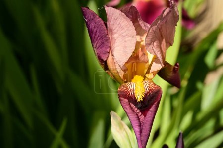Foto de Flor del iris en el jardín - Imagen libre de derechos