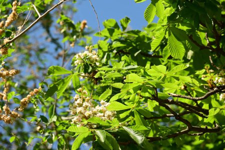 Photo for Chestnut tree with white flowers - Royalty Free Image