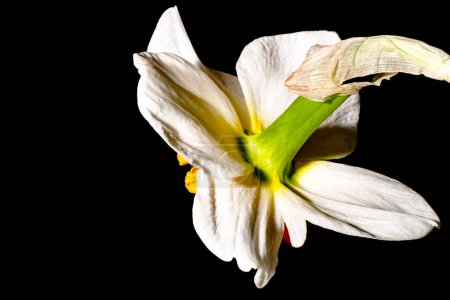 Foto de White daffodil on a black background - Imagen libre de derechos