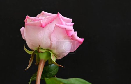 Foto de Primer plano rosa hermosa con gotas de agua sobre fondo negro - Imagen libre de derechos