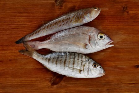 Photo for Uncooked common pandora fish , striped seabream and greeter weever on wooden table,Mediterranean fish with delicate flesh , - Royalty Free Image