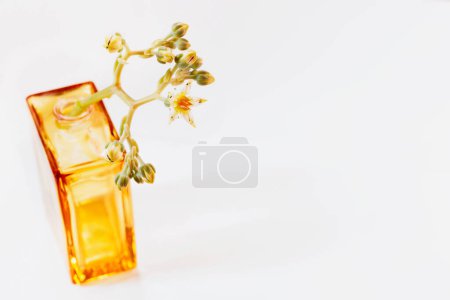 Photo for Detail of succulent plant graptopetalum common named ghost plant or mother-of-pearl with small flowers in glass vase on white background - Royalty Free Image