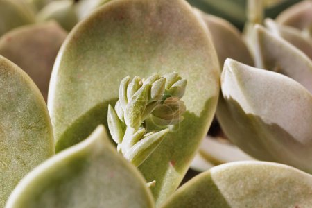 Photo for Detail of succulent plant graptopetalum common named ghost plant or mother-of-pearl with small flowers , - Royalty Free Image