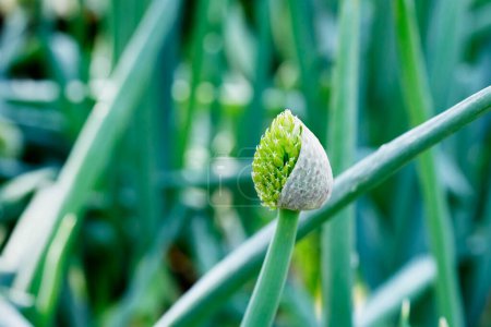 Mehrjährige Pflanze aus Allium fistulosum, allgemein als Bündelzwiebel oder Waliser Zwiebel bezeichnet, kulinarische Zutat