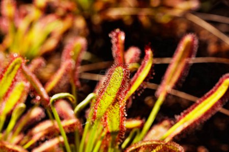 Leaf and tentacle of drosera or sundews plant , perennial and carnivorous plant