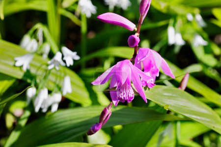 Bletilla common name urn orchid with purple flower. springtime flowering plant