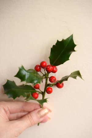 Téléchargez les photos : Holly branch with red berries in female hand. - en image libre de droit