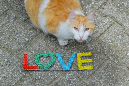 Gato con signo de amor, símbolo de San Valentín.