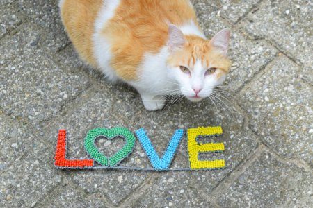 Cat with Love sign, St Valentine day symbol.