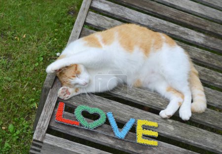 Cat with Love sign, St Valentine day symbol.
