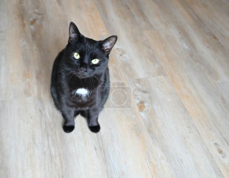 Black cat with green eyes on wooden floor at home.