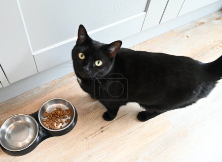 Food bowls and a black cat at home.