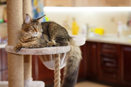 Portrait of a cute gray tabby Maine Coon kitten lying on a play stand