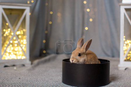 Foto de A small beige rabbit sits in a black round gift box against the background of decorative lanterns with luminous garlands inside - Imagen libre de derechos