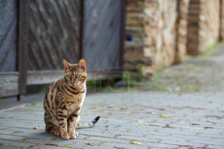 Photo for Tabby bengal cat sitting on the sidewalk - Royalty Free Image