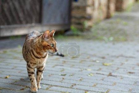 Photo for Tabby bengal cat sitting on the sidewalk - Royalty Free Image