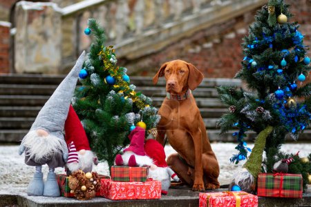 Ungarischer Vizsla sitzt im Neujahrsschmuck zwischen geschmückten Weihnachtsbäumen, Gnomen und Schachteln mit Geschenken vor dem Hintergrund einer alten Treppe