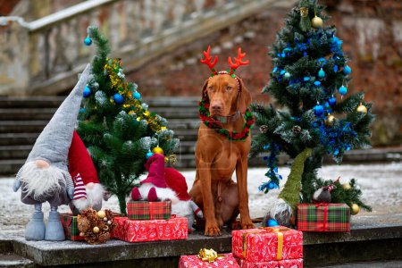 Ungarischer Vizsla im Hirschgeweih sitzt im Weihnachtsschmuck zwischen geschmückten Bäumen, Gnomen und Schachteln mit Geschenken 