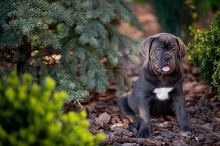 Cute gray Cane Corso puppy sits between a blue spruce and a boxwood bush in the garden