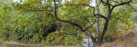 Photo for Common oak with two crooked sloping trunks growing on the hill top above the forest lake at autumn sunny day, panoramic view - Royalty Free Image