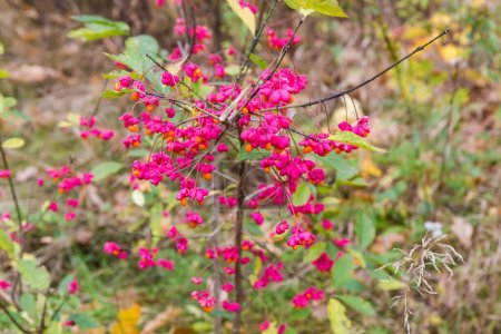 Foto de Planta del Euonymus Europaeus, también conocido como husillo europeo con atractivos frutos capsulares de color rojo brillante en el bosque de otoño - Imagen libre de derechos