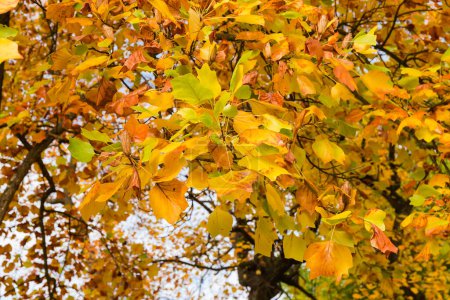 Photo for Branches of the tulip tree of species Liriodendron tulipifera with bright autumn leaves on a blurred background of the same tree, selective focus - Royalty Free Image