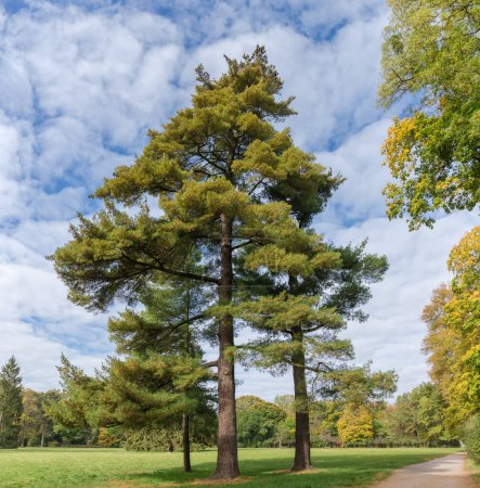 Téléchargez les photos : Trois vieux pins blancs poussant sur le bord d'une grande clairière contre le ciel avec des nuages dans le parc d'automne - en image libre de droit