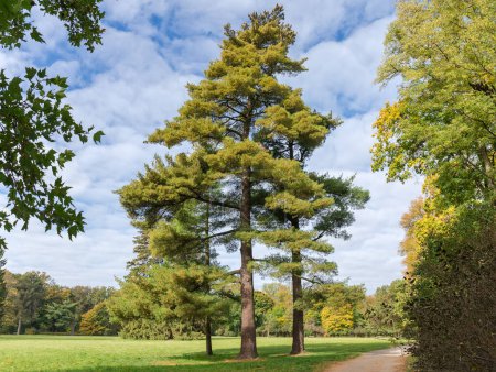 Foto de Tres viejos pinos blancos altos que crecen en el borde de un gran claro contra el cielo con nubes en el parque de otoño - Imagen libre de derechos