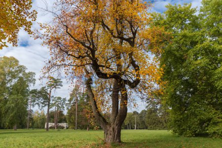 Old tulip tree of species Liriodendron tulipifera with bright autumn leaves growing on a big lawn edge in the park