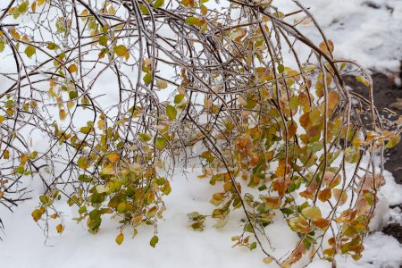 Foto de Ramas de arbusto espiraea con hojas de otoño cubiertas con hielo glaseado después de la lluvia helada inclinada sobre la cubierta de nieve en tiempo nublado, enfoque selectivo - Imagen libre de derechos