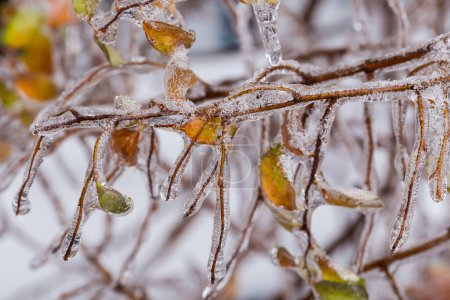 Foto de Rama de arbusto espiraea con hojas de otoño cubiertas con esmalte de hielo después de la lluvia helada en tiempo nublado, primer plano en enfoque selectivo - Imagen libre de derechos
