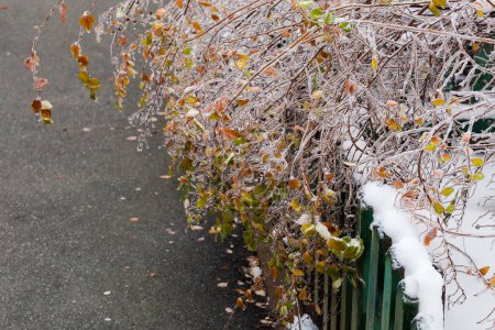 Foto de Bush de espiraea con ramas y hojas de otoño cubiertas con hielo vidriado después de la lluvia helada inclinada sobre la valla decorativa baja en tiempo nublado - Imagen libre de derechos